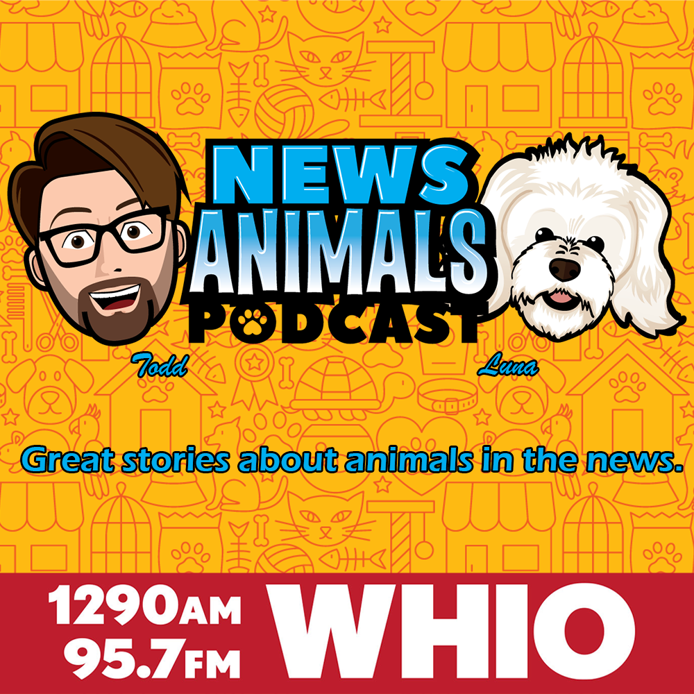 News Animals: DOG VS. SHARK